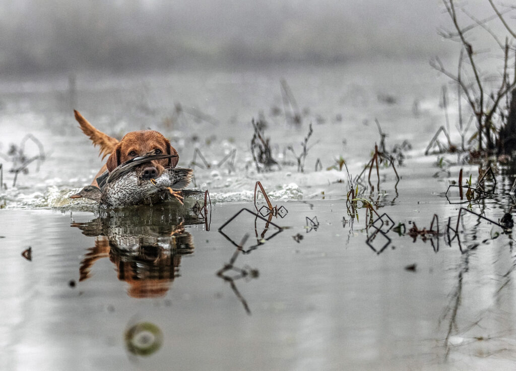 Retriever-training-hold-issues