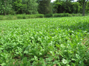 brassica-food-plot