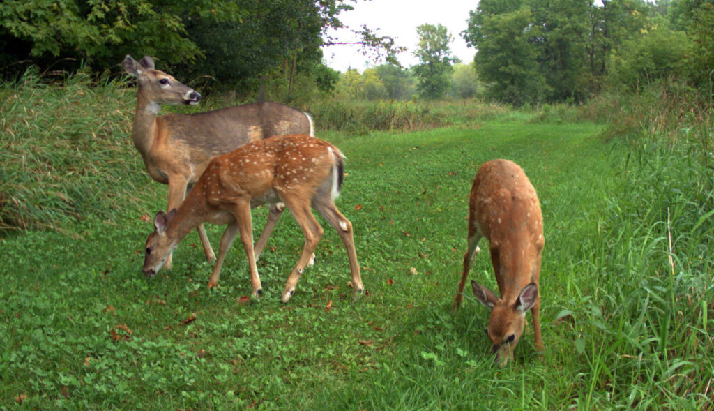 deer-in-food-plot