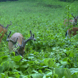 12 Food Plot Myths Debunked