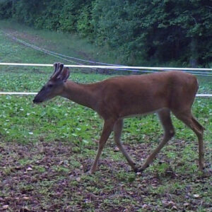 Q&A: How to Protect Over Browsed Food Plots