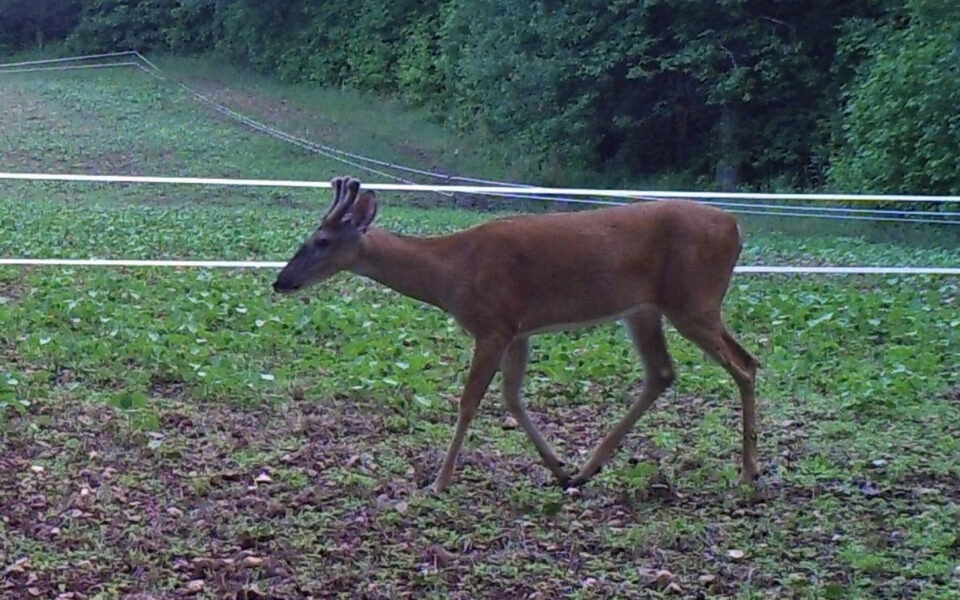 food-plot-protection