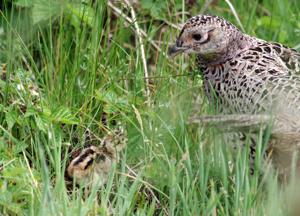 pheasant-chick-in-cover