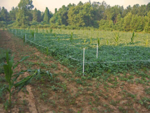 protecting-over-browsed-food-plot