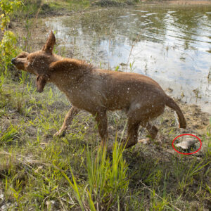 Retriever Training: Correcting Major Hold Issues