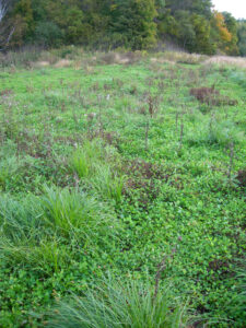 weeds-in-food-plots