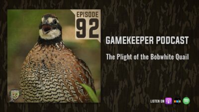 EP:92 | The Plight of the Bobwhite Quail