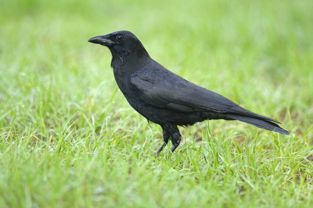 american crow