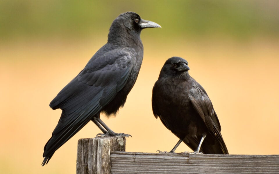 american-crows-on-a-fence