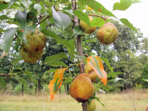 early-maturing-fruit