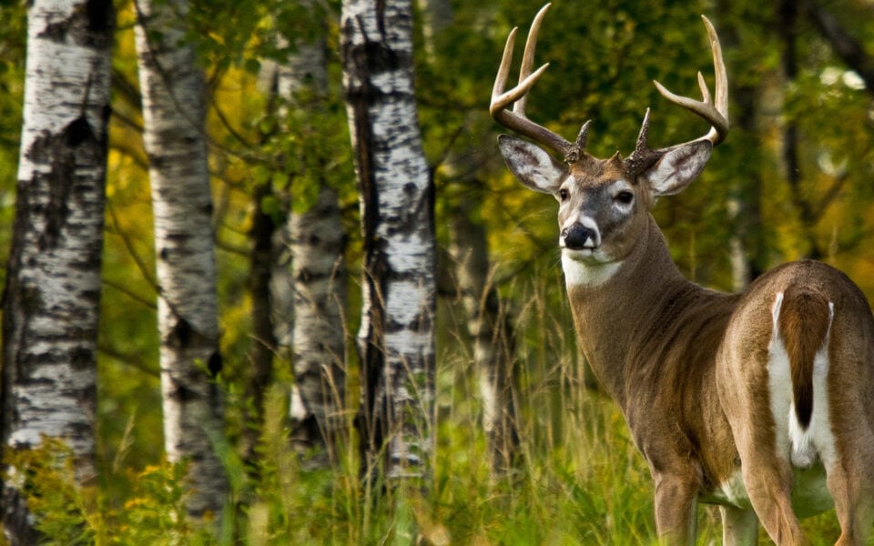 hold-mature-bucks