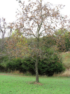 persimmon-tree