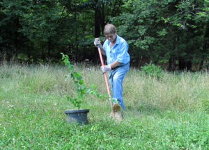 planting-shrubs