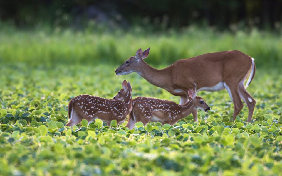 summer-nutrition-challenges-for-whitetails