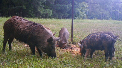 controlling feral hogs