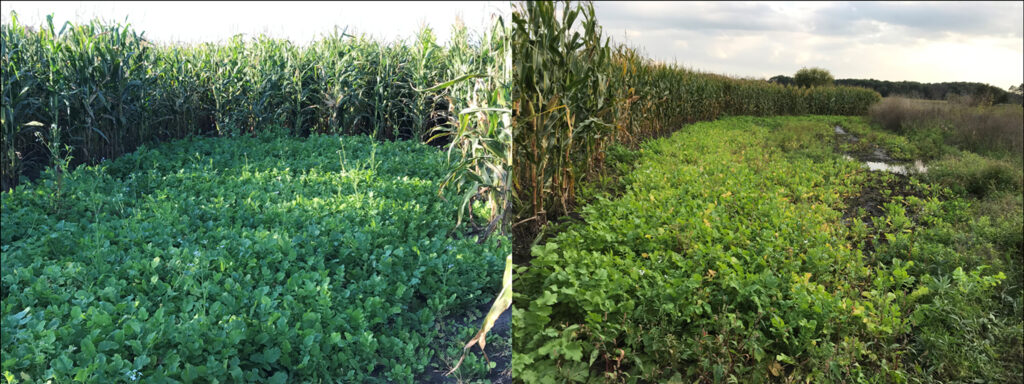 food-plot-in-ag-field