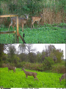 garden food plot