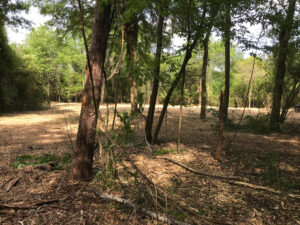 newly-mulched-food-plot