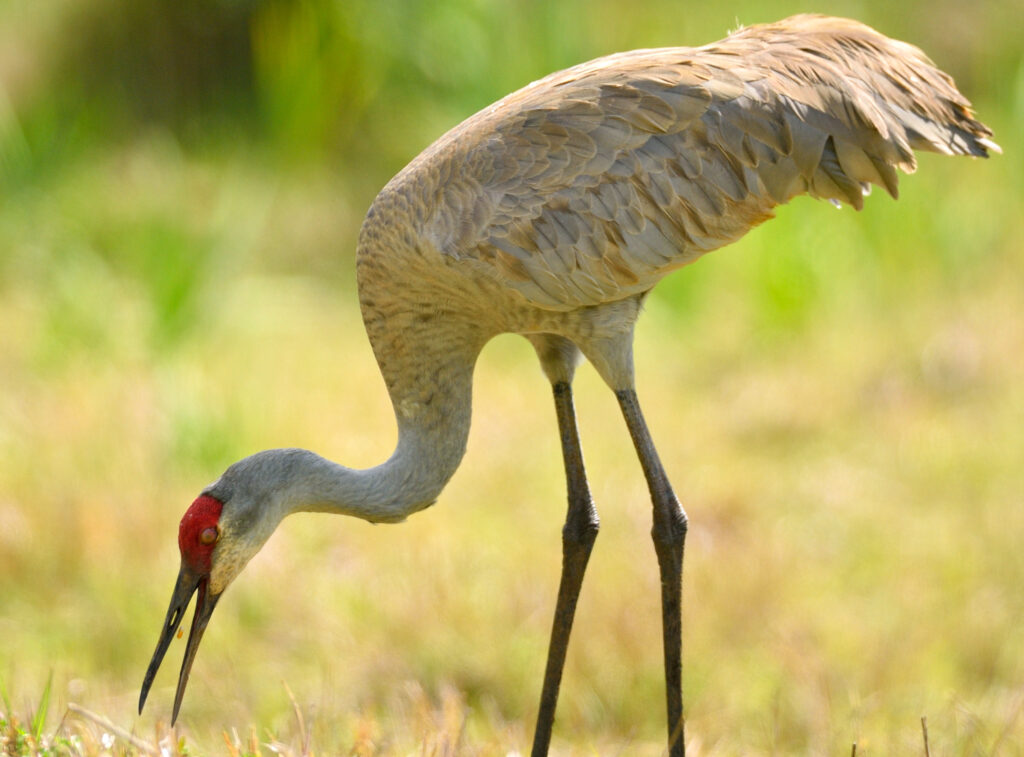 sandhill crane