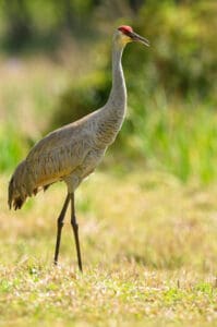 sandhill crane