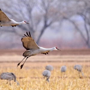 Species Profile: Sandhill Crane