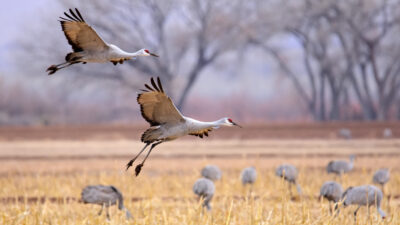 sandhill-cranes-flying