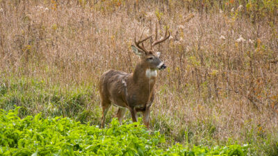 squeeze-the-most-from-your-ground-buck