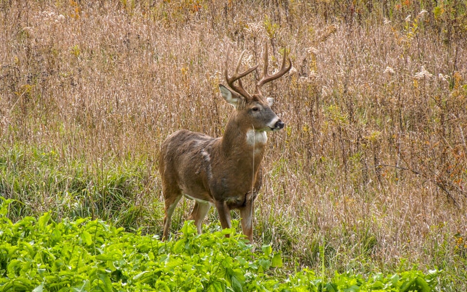 squeeze-the-most-from-your-ground-buck