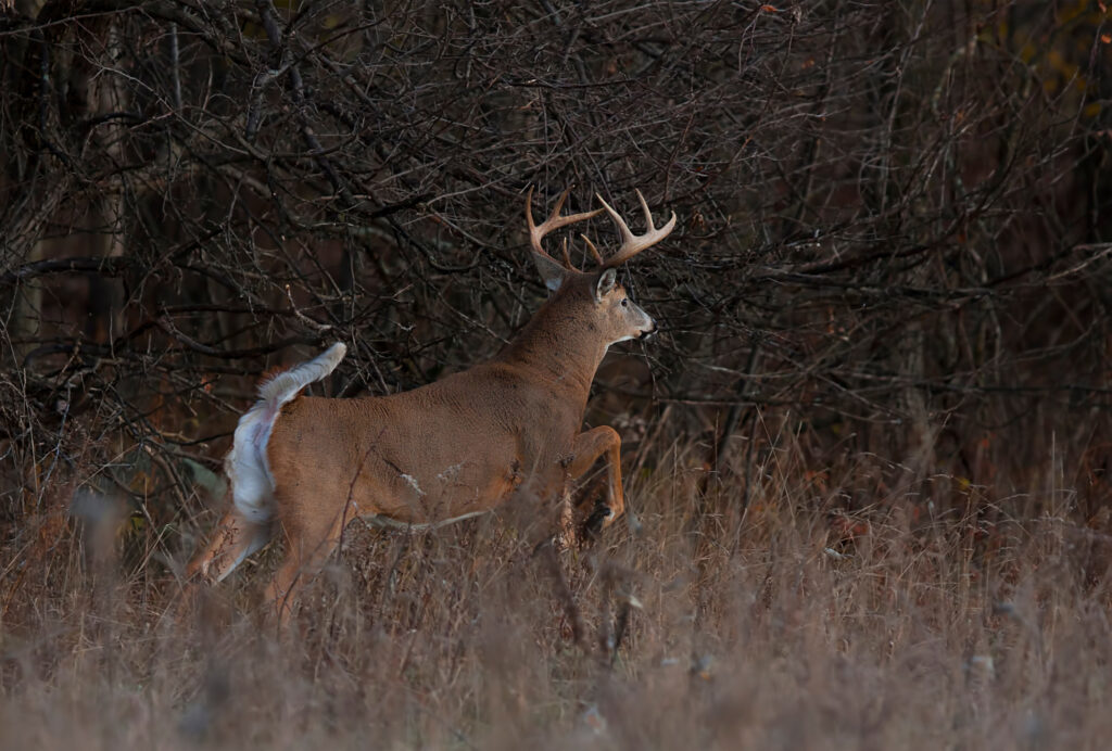 whitetail-deer