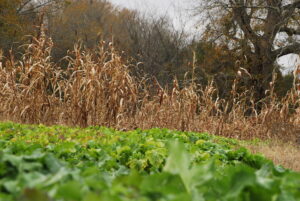 Blind Spot in Brassica