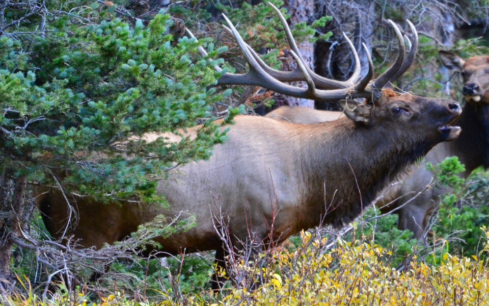 bull-elk