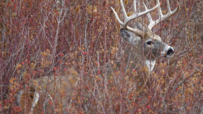 cover-for-deer