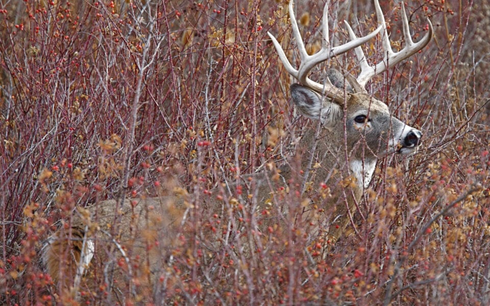 cover-for-deer