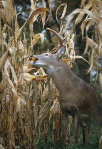 deer-in-corn