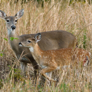 The Fawn Survival Battle