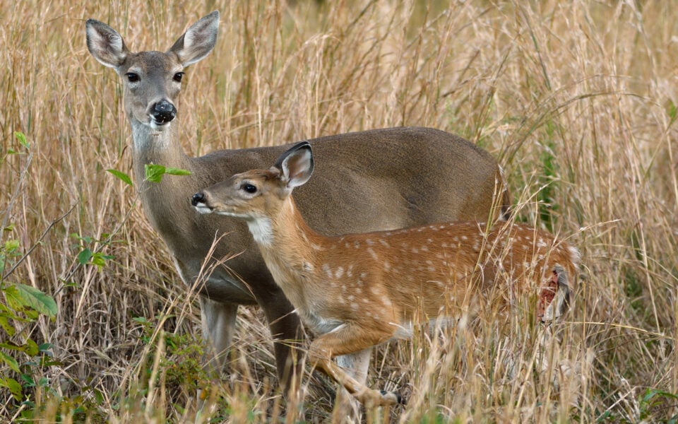 fawn-survival-battle