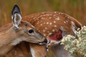 fawn-with-wound