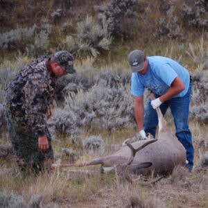 field-dressing-a-buck