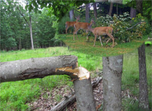 hinge-cutting-trees