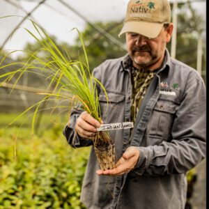 warm-season-native-grasses