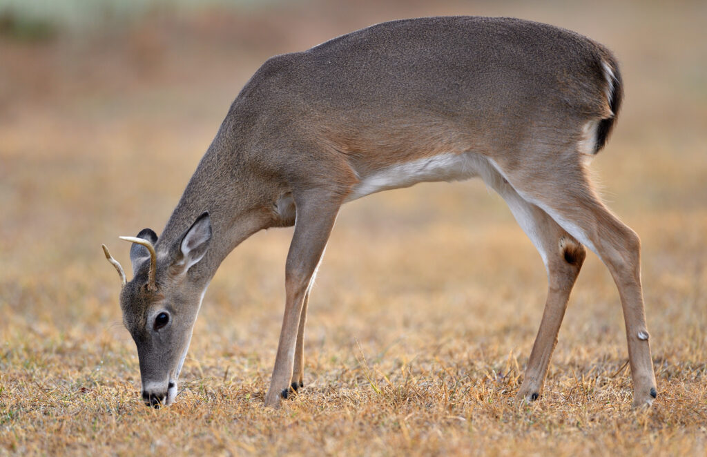 young-whitetail-buck