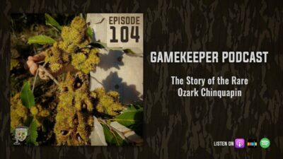 EP:104 | The Story of the Rare Ozark Chinquapin