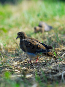 Dove-in-Field