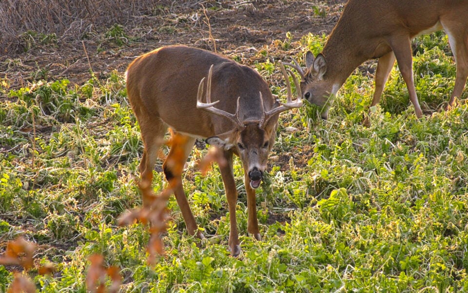 brassicas-for-whitetail-deer