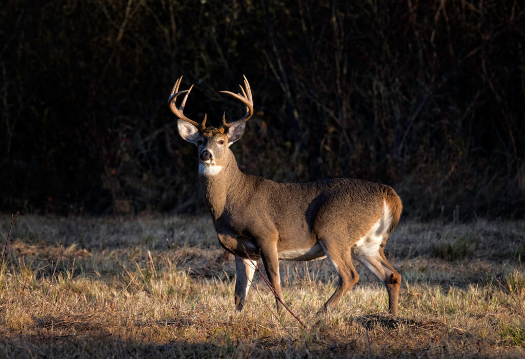 buck-with-large-antlers