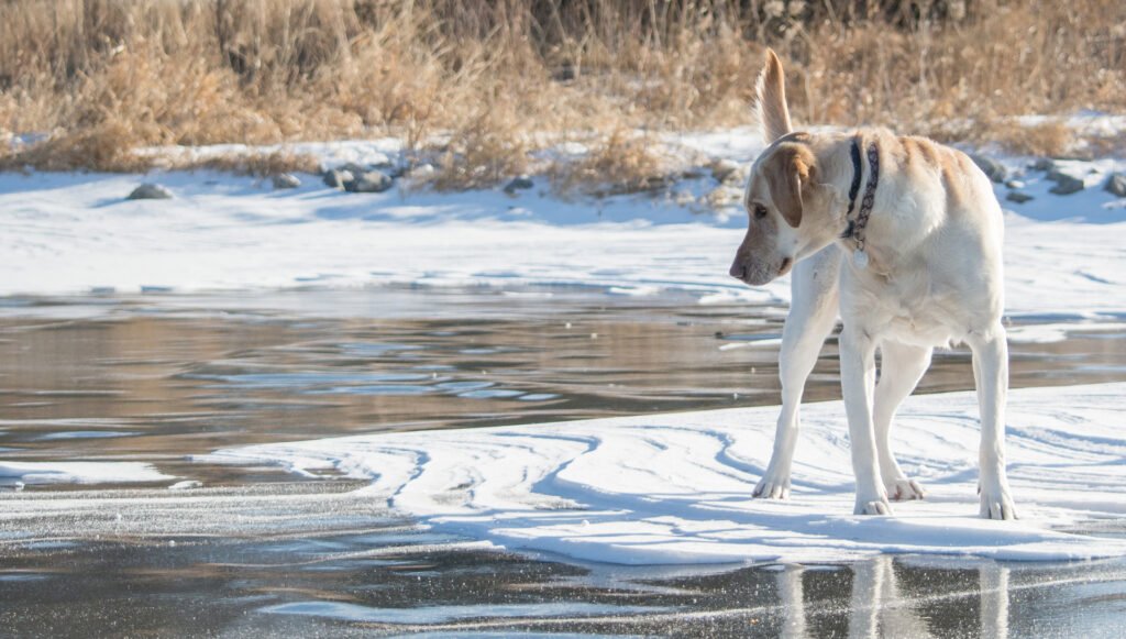 dog-in-cold-conditions