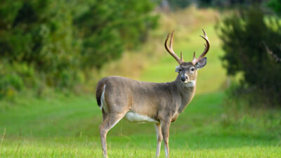 managing-antler-expectations