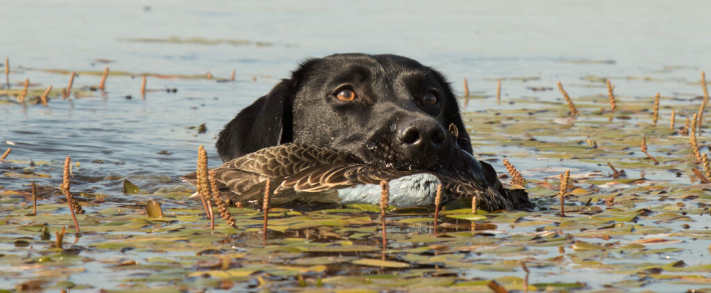 teal hunt