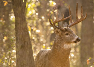 whitetail-antlers