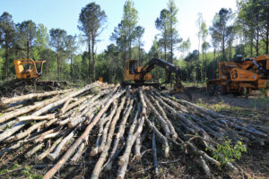 Select-cutting-less-benifical-trees-Sweetgums-and-water-oaks